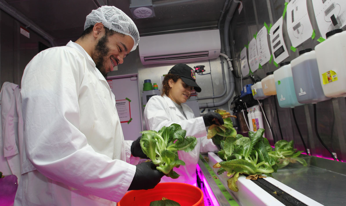 Carlos Madera and Rosanna Lopez, both of Holyoke, harvest Romain lettuce inside of one of the container farms operated by HCC. 