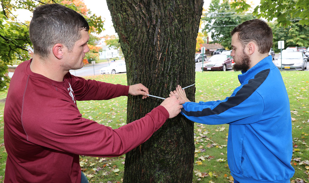 Tyler Edwards, left, ane Timothy Corser measure the diameter of a maple tree on Northampton Street in Holyoke .