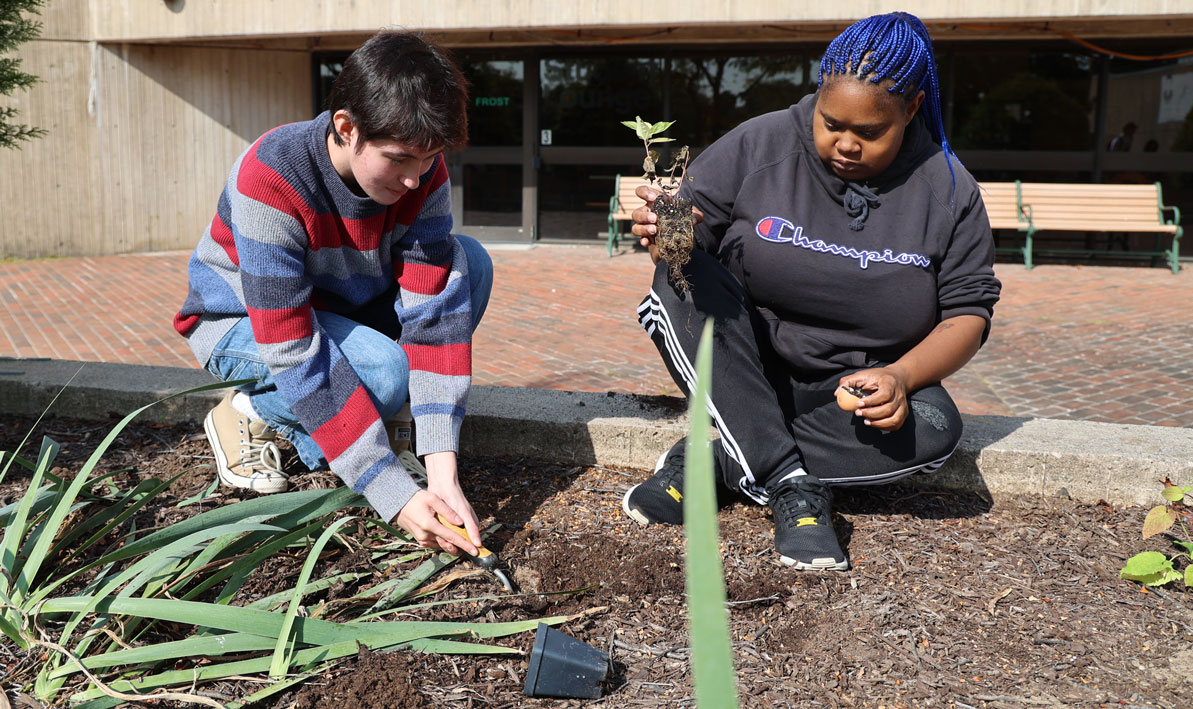 Eddie Williams an Amiracle Golphin plant an Oxeye sunflower in the courtyard