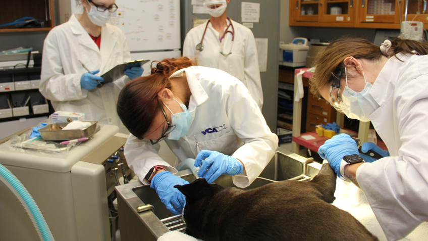Veterinary & Animal Science | Holyoke Community College