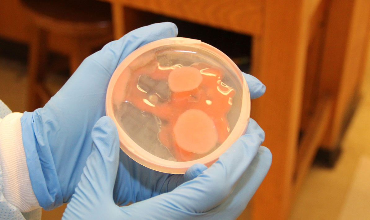 A student holds a petri dish filled with a strange pink bacterial culture that overwhelmed all the other cultures. 