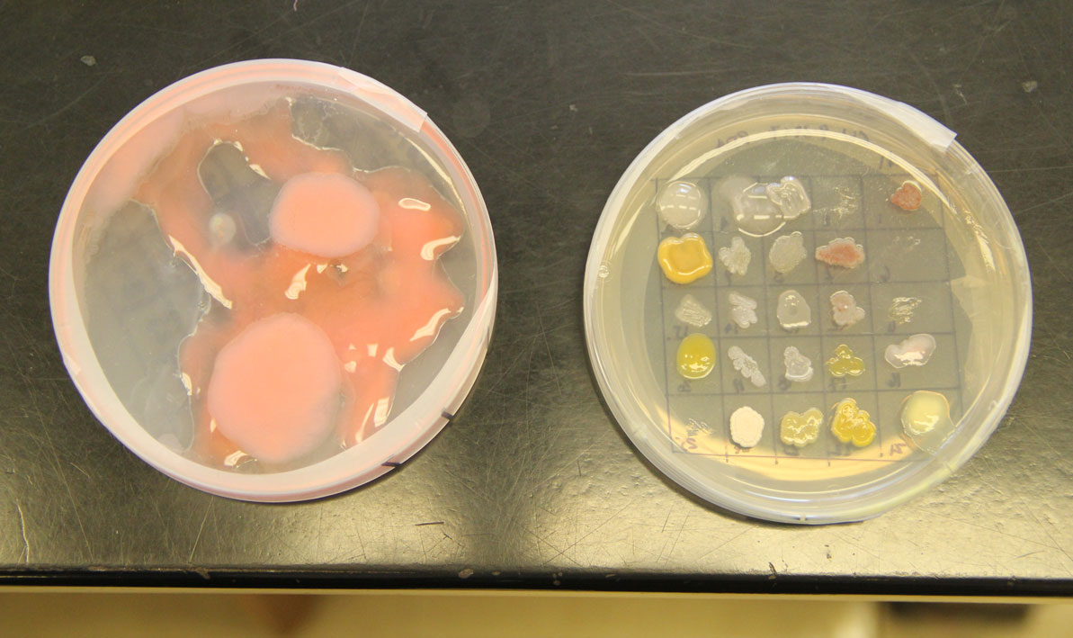 A side by side comparison of a typical petri dish featuring a grid of isolated bacteria (on the right) and featuring an unknown pink bacterial culture that took over the entire petri dish.