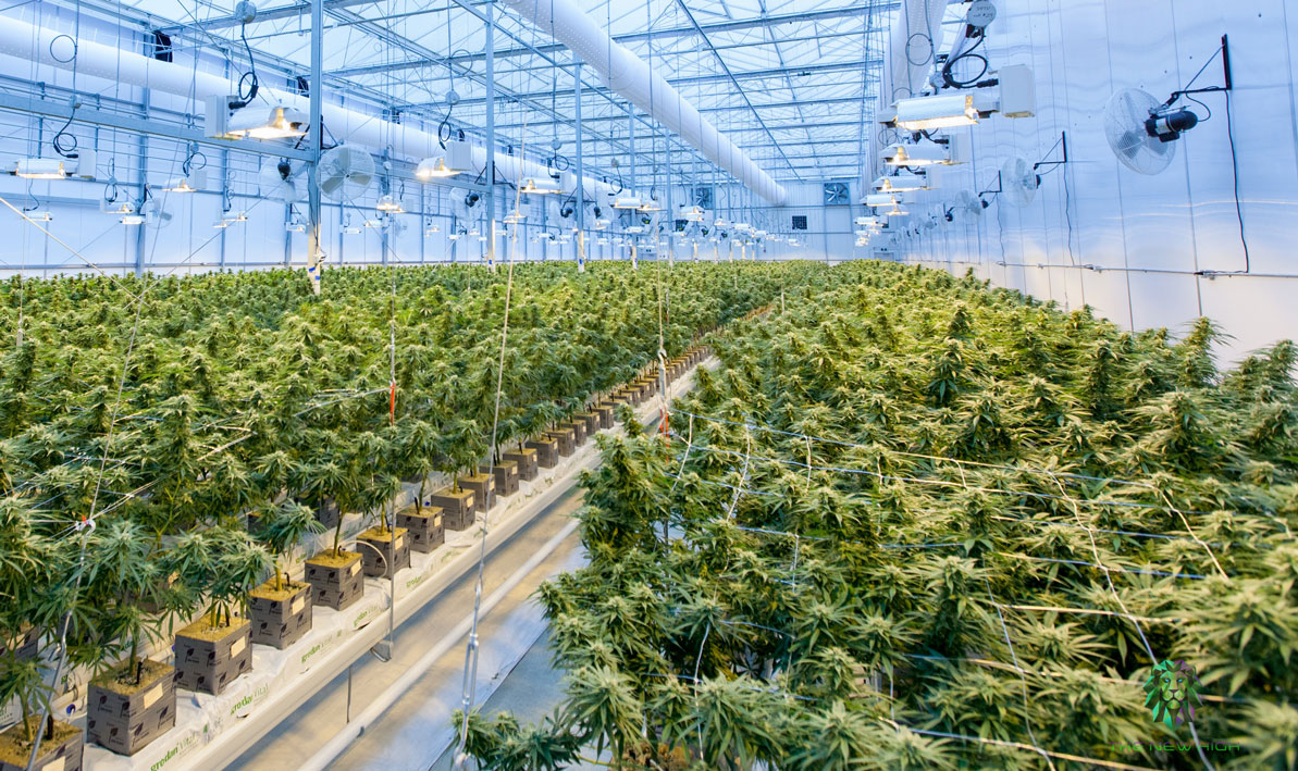 cannabis cultivation facility