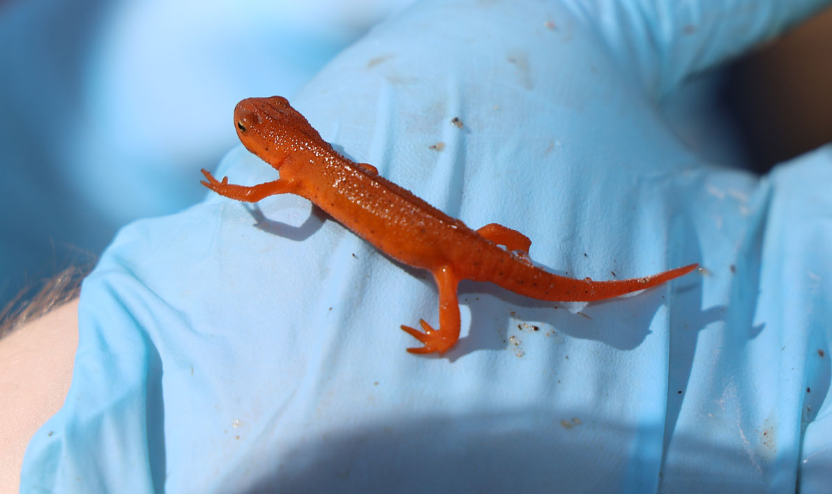 A red eft salamander found in the woods behind HCC
